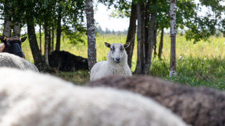 Sheep Farming at Tolvila Manor